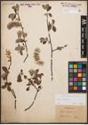 Foto von Salix cinerea L.